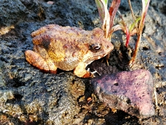 Minervarya rufescens