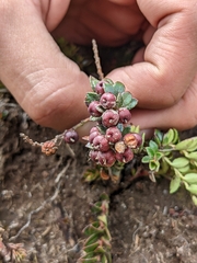 Vaccinioideae