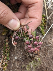 Vaccinioideae