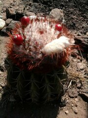 Melocactus
