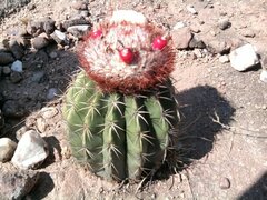 Melocactus