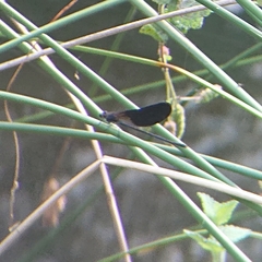 Calopteryx haemorrhoidalis