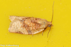 Clepsis siciliana
