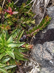 Vaccinioideae