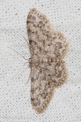 Idaea cervantaria