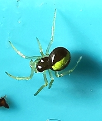 Neottiura bimaculata