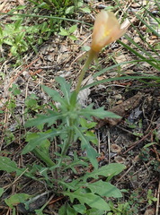 Oenothera laciniata