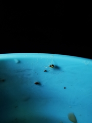 Neottiura bimaculata