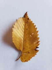 Ulmus
