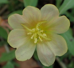 Oenothera laciniata