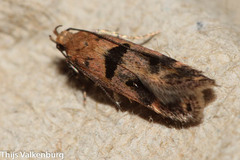 Mirificarma cabezella