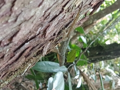 Anolis stratulus
