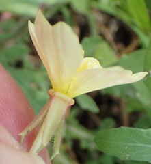 Oenothera laciniata