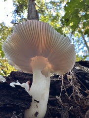 Russulales