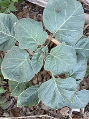 Datura wrightii