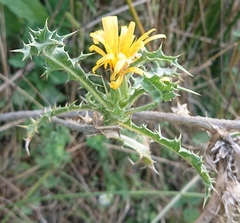 Scolymus hispanicus