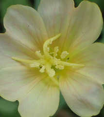 Oenothera laciniata