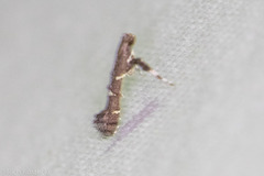 Caloptilia triadicae