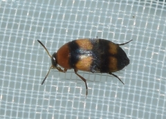 Anaspis fasciata