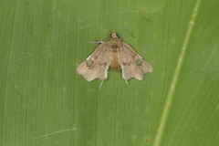 Dismidila atoca