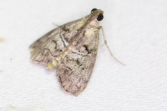 Pococera maritimalis