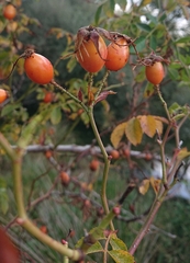 Rosa micrantha