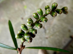 Melaleuca phoenicea