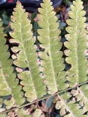 Osmundaceae