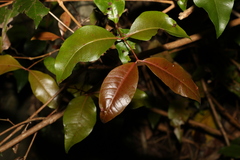 Backhousia leptopetala