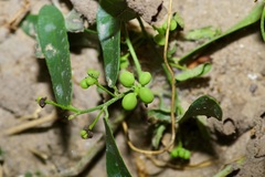 Cocculus diversifolius