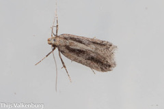 Mirificarma