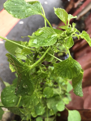 Variety Acalypha indica indica · iNaturalist