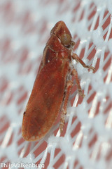 Tettigometra