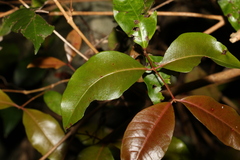 Backhousia leptopetala
