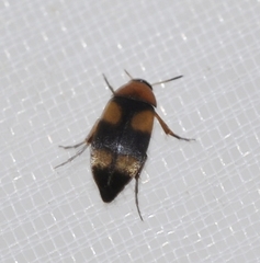 Anaspis fasciata