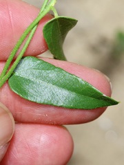 Cocculus diversifolius