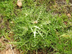 Centaurea calcitrapa