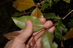 Backhousia leptopetala