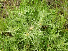 Centaurea calcitrapa