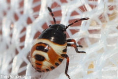 Carpocoris