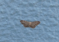 Idaea incisaria
