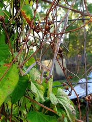 Archimantis latistyla