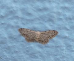 Idaea incisaria
