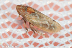 Tettigometra