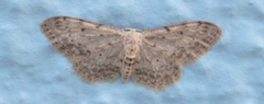 Idaea incisaria