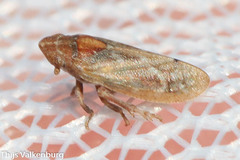 Tettigometra