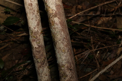 Backhousia leptopetala