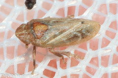 Tettigometra
