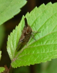 Aconophora compressa