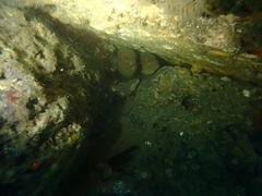 Gymnothorax mordax